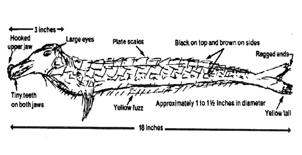 cadborosaurus